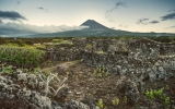 Pico