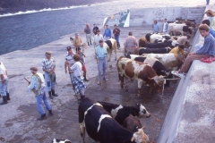 Ajuntamento de gado no cais do Porto da Casa