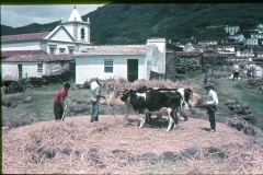 Debulha