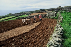 Lavrando o terreno