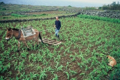 Agricultura - Uso da grade