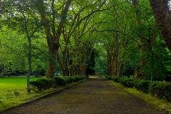 Furnas-43