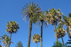 Jardim António Borges