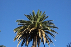 Jardim António Borges