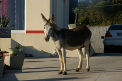 Burro da Graciosa