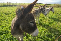 Burro da Graciosa