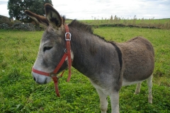 Burro da Graciosa