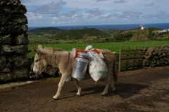 Burro da Graciosa