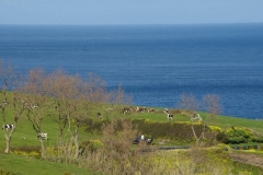 Graciosa