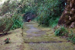 Mata-Jardim-01