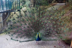 Mata-Jardim-05
