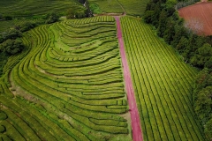 Chá Gorreana