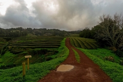 Chá Gorreana