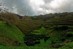 Chá Gorreana