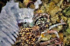 Pico-Encontro com um polvo