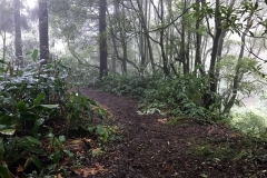 Trilho-Ribeira-do-Faial-da-Terra-01