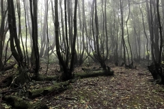 Trilho-Ribeira-do-Faial-da-Terra-03
