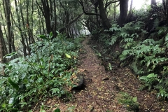 Trilho-Ribeira-do-Faial-da-Terra-08