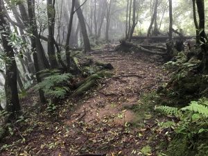 Trilho Ribeira do Faial da Terra
