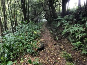 Trilho Ribeira do Faial da Terra