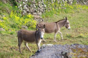 Burros da Graciosa