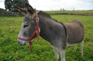 Burros da Graciosa