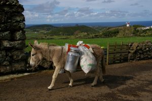 Burros da Graciosa