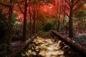 Terra Nostra Outono