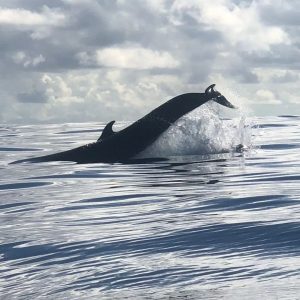 Alojamento Flores Natura