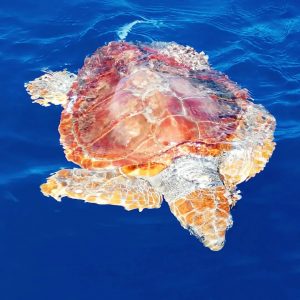 Alojamento Flores Natura