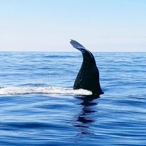 Alojamento Flores Natura