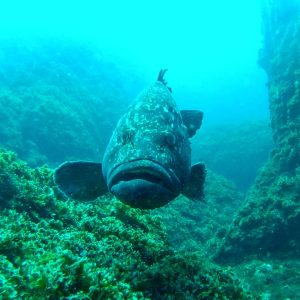 Alojamento Flores Natura