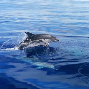 Alojamento Flores Natura